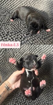 Americký stafordsirsky terier, Stafford, amstaf - 8