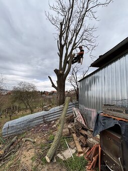 Výrub, Spiľovanie, Opilovanie, Orez stromov, Arboristika - 8