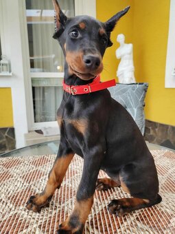 DOBERMAN ŠTENIATKA  S FCI P.P. - 8