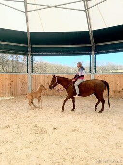 Palomino klisna American Quarter Horse, LTE rodiče i sestra - 8