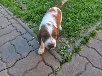 Welsh springerspaniel - 8