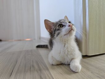 Zamiluj sa na prvý pohľad – kocúrik na predaj - 8