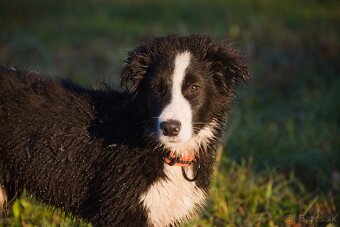 Border kólia s PP - 8