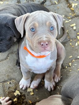 American bully xl/xxl s PP - 8