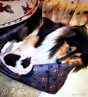 Kólia dlhosrstá s PP - 8