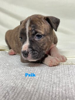 Americky Stafordšírský Terier šteniatka - 8