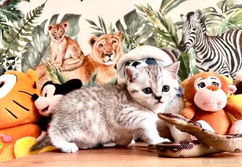 Skotska klapoucha macka, scottish straight s PP - 8