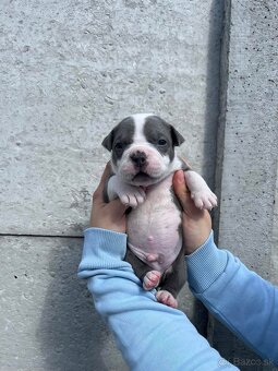 American Bully - 8