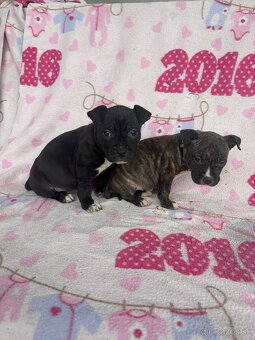 Americký stafordsirsky terier, Stafford, amstaf - 8