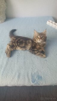 Maine Coon mačiatka - 8