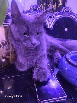 Maine coon - 8
