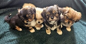 Tibetskỳ špániel šteniatko - 8