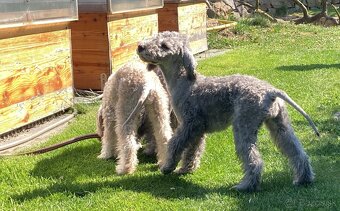 bedlington terrier - štěně - 8