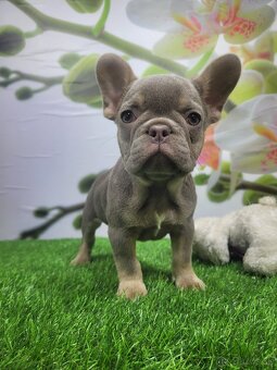 Francuzsky buldoček - 8