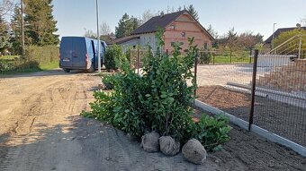 Tuja Smaragd, vavrínovec, červienka - Poprad - 8