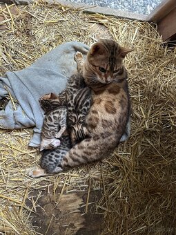 Bengálska mačka - 8