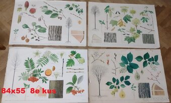 staré školské tabule/plagáty raslín-stromov-zvierat - 8