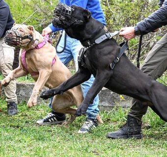Bandog na krytie - 8
