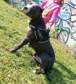 Darujem -BLUE NOSE PITBULL - 8