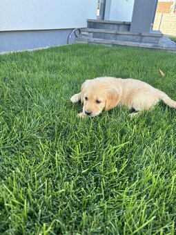 Zlatý retriever - 8