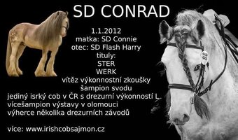 Drum horse hřebec - 8