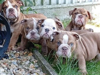Anglicky buldog-steniatka - 8
