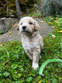 Goldendoodle šteniatka F2 - 8