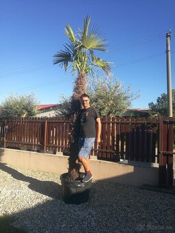 Olivovníky a palmy - 8