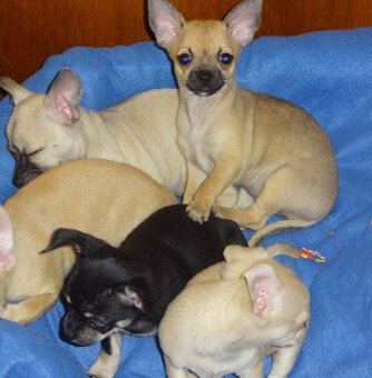 čivava krátkosrstá - 8