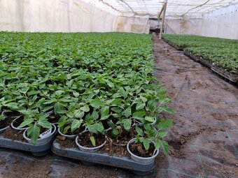 Planty - 8