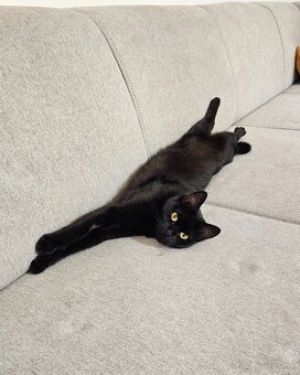 Mačička HILDA hľadá domov - 8