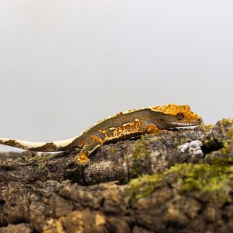 GeckoSVK - Pagekón riasnatý (ciliatus), hrbolkohlavý - 8