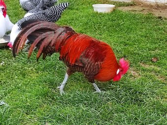 Kohút brakelky striebornej - 8