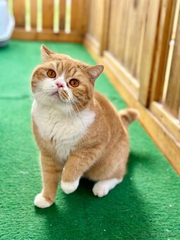 Britský kocúrik s PP - 8