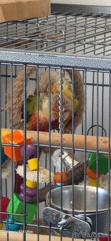 Pyrura Pineaplle - 8