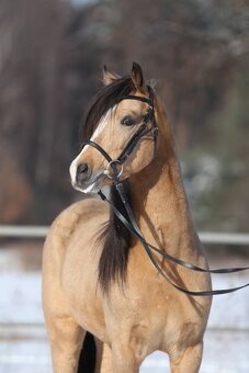 Welsh pony sekce A březí - 8