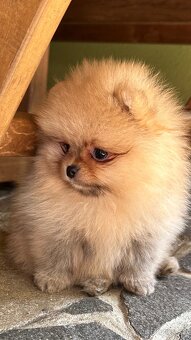 Pomeranian s pp FCI - 8