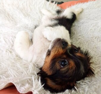 Tibetskỳ spaniel šteniatka - 8
