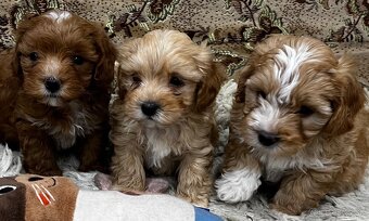 Maltipoo - 8