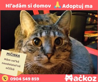 MIČINKA - Darujem mačku / Darujem mačičku - 8
