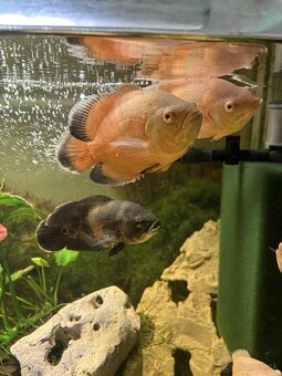 Cichlida pávia - ocellatus - 8