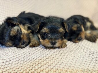 Yorkshire terriers, yorkshirsky terier s PP - 8