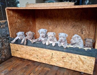 American Bully - 8