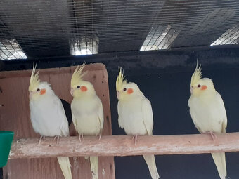 ponúkam na predaj - 8