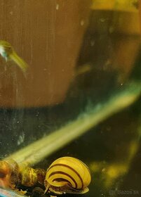 Ampularia mini (Asolene spixi) - 8