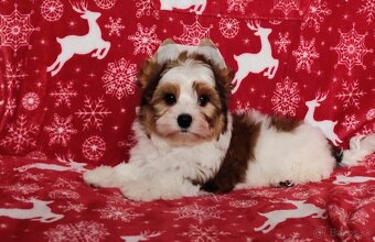 Yorkshire teriér, Biewer, Biro, Yorkshire teriér s PP - 8