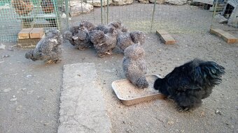 Hodvábničky_násadové vajcia_registrovaný chov_kvalitný chov - 8