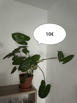 Izbové rastliny - 8