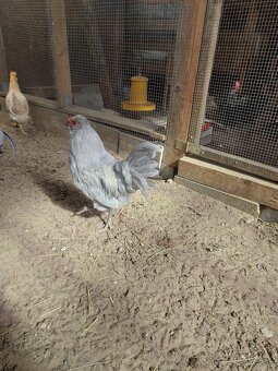 Predám mladých kohútov araucana levanduľových - 8