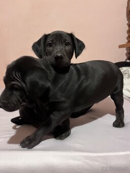 Steniatka labradora - 8